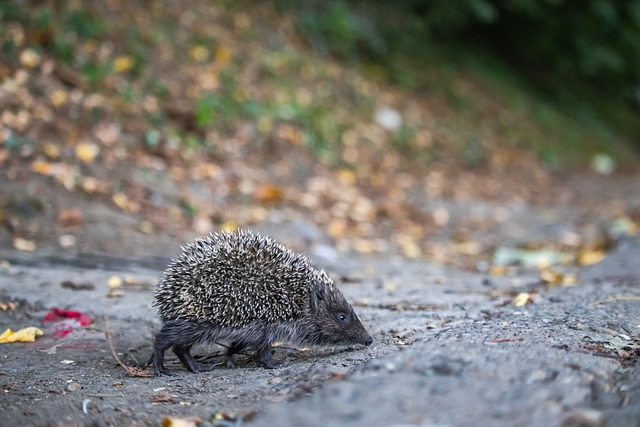 阿森纳首轮战罢BIG6收获8分，塔帅实力彰显成为热门夺冠候选